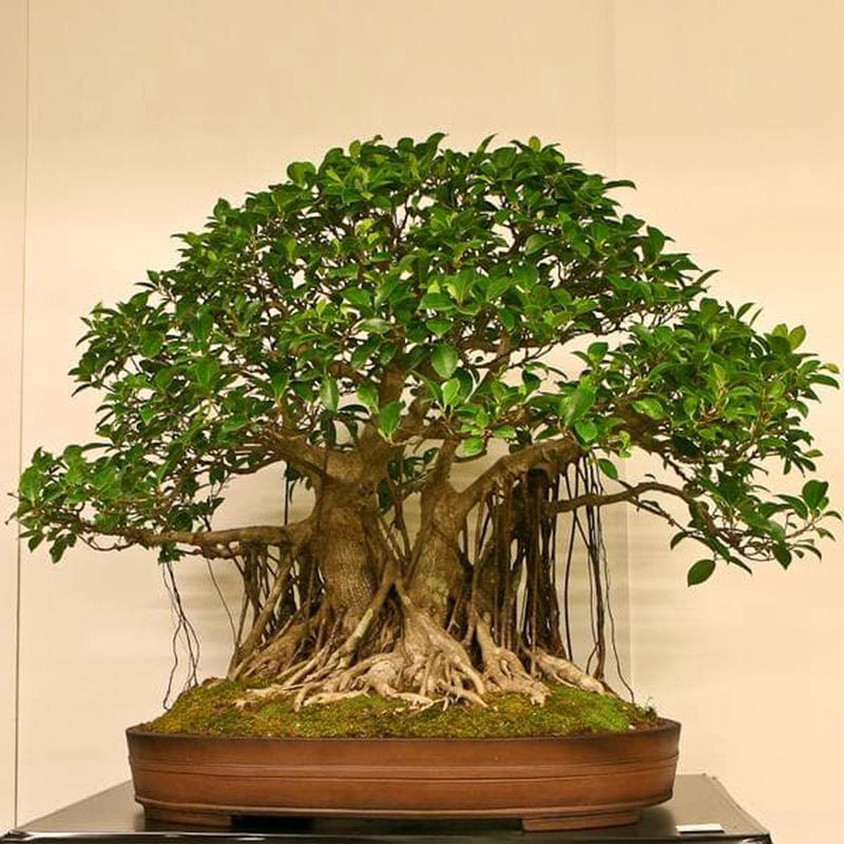 Ficus Multiroots 190cm 8211 Plant