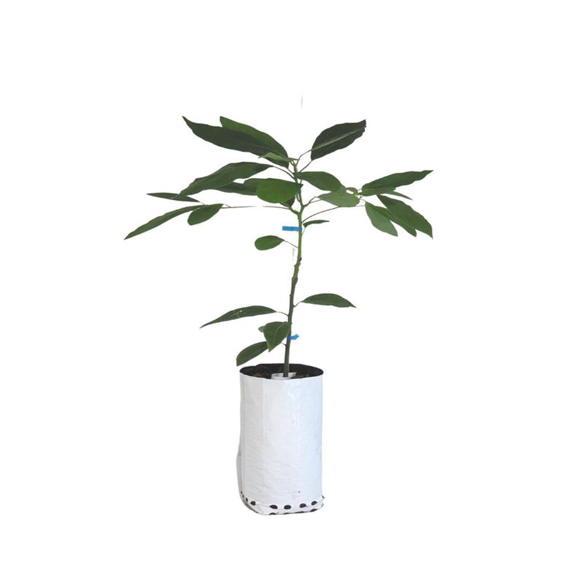 Avocado Hass 8211 PB10