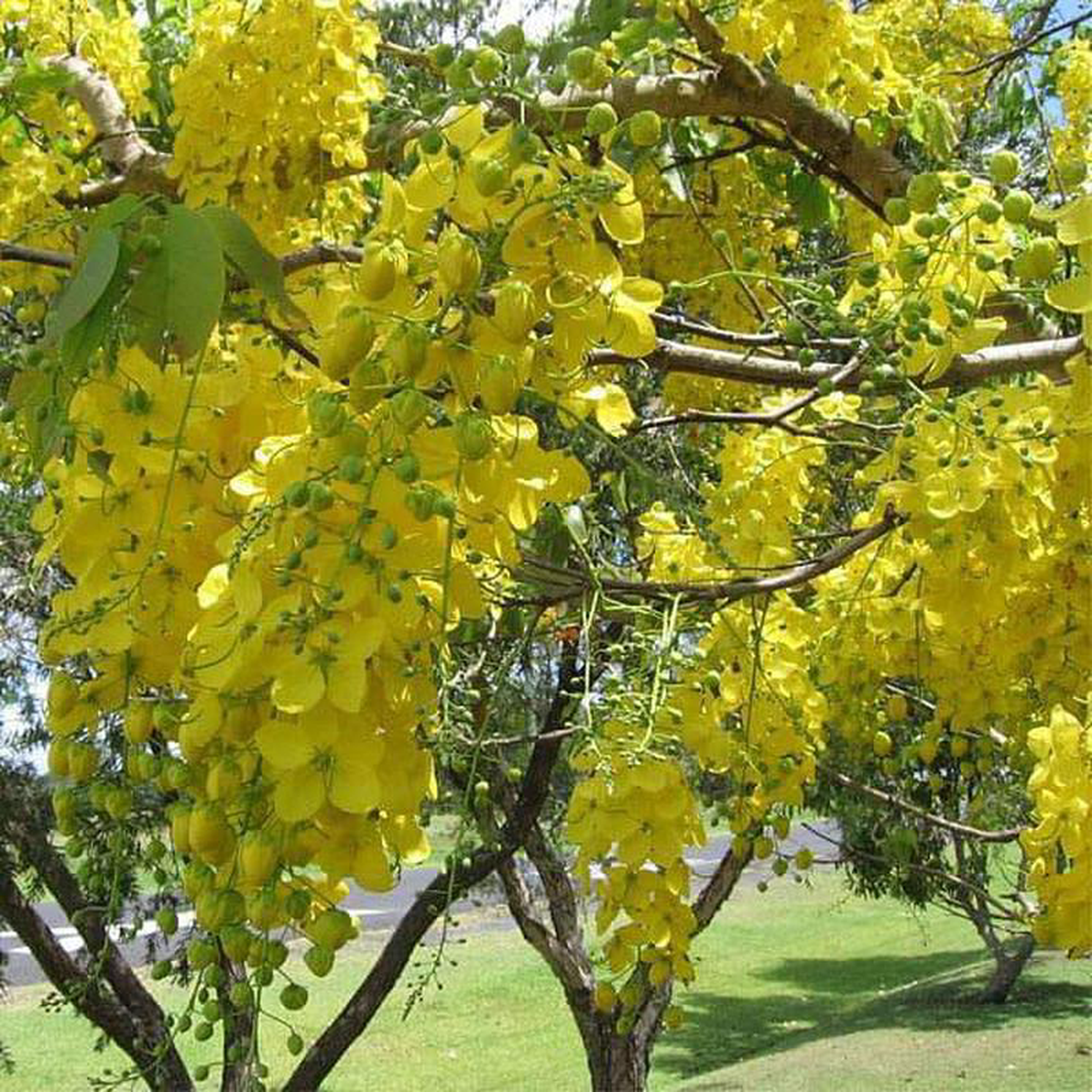 Cassia fistula Golden shower Tree Bahava 8211 Plant
