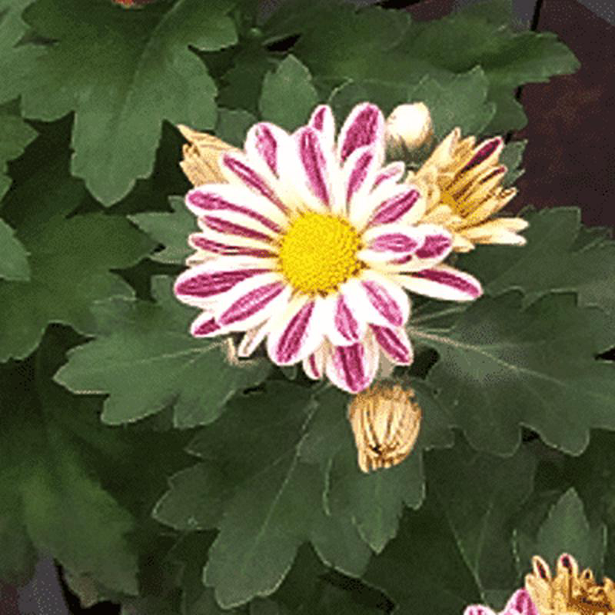 Shevanti Chrysanthemum (White Pink) 8211 Plant