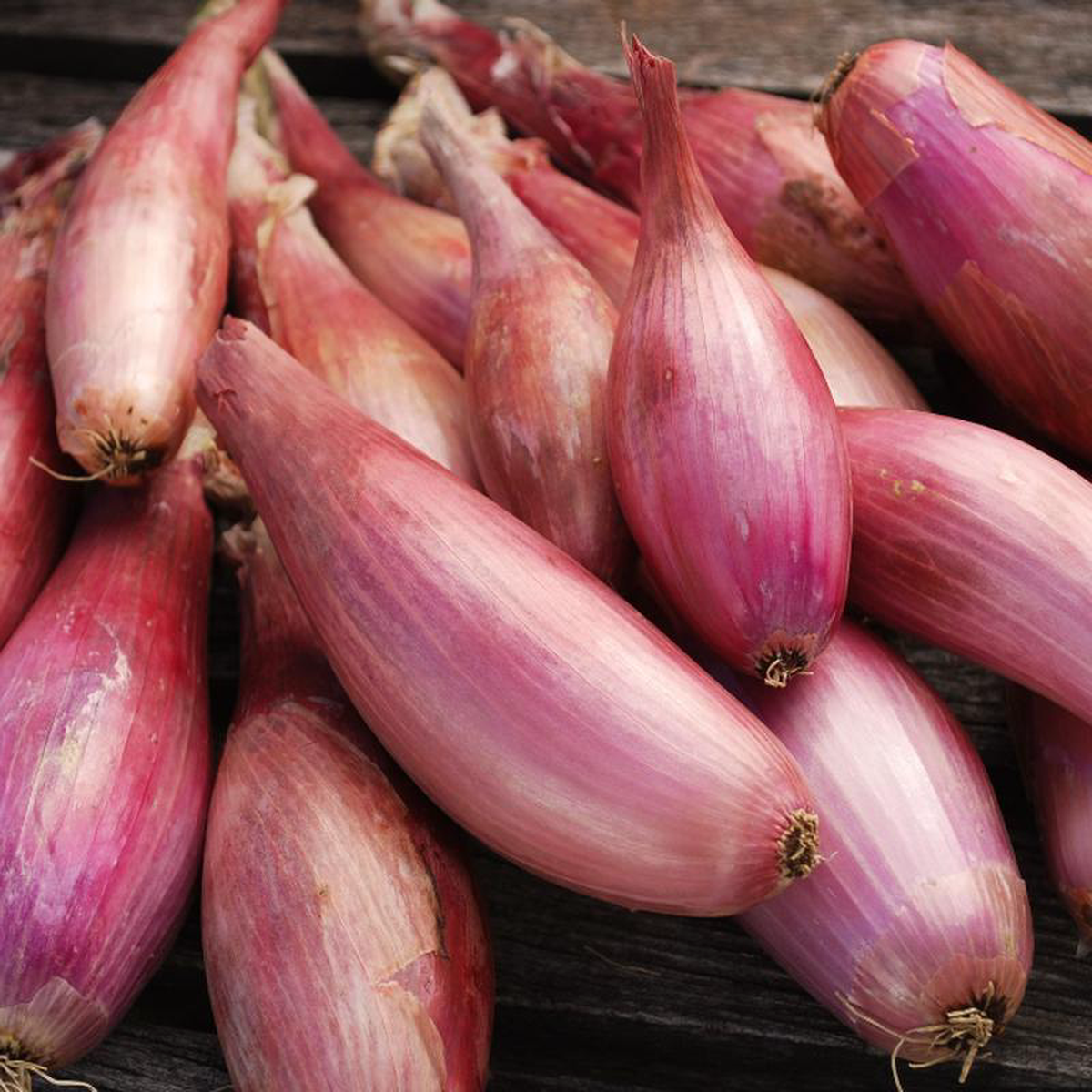 Zebrune Shallot Seeds