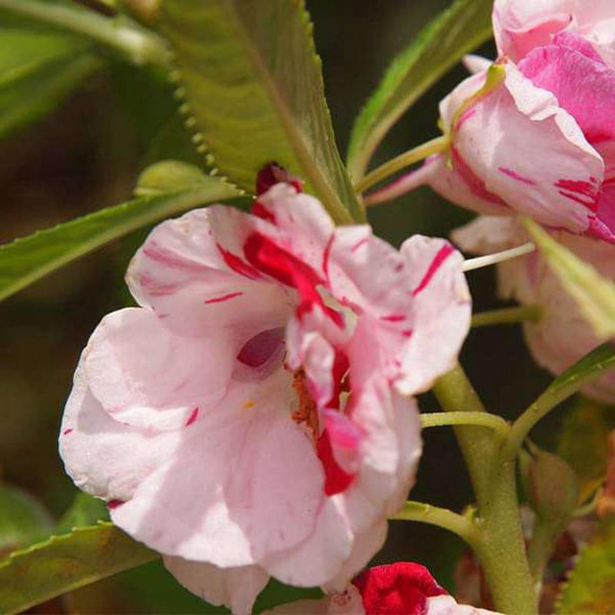 Balsam Single 8211 Desi Flower Seeds