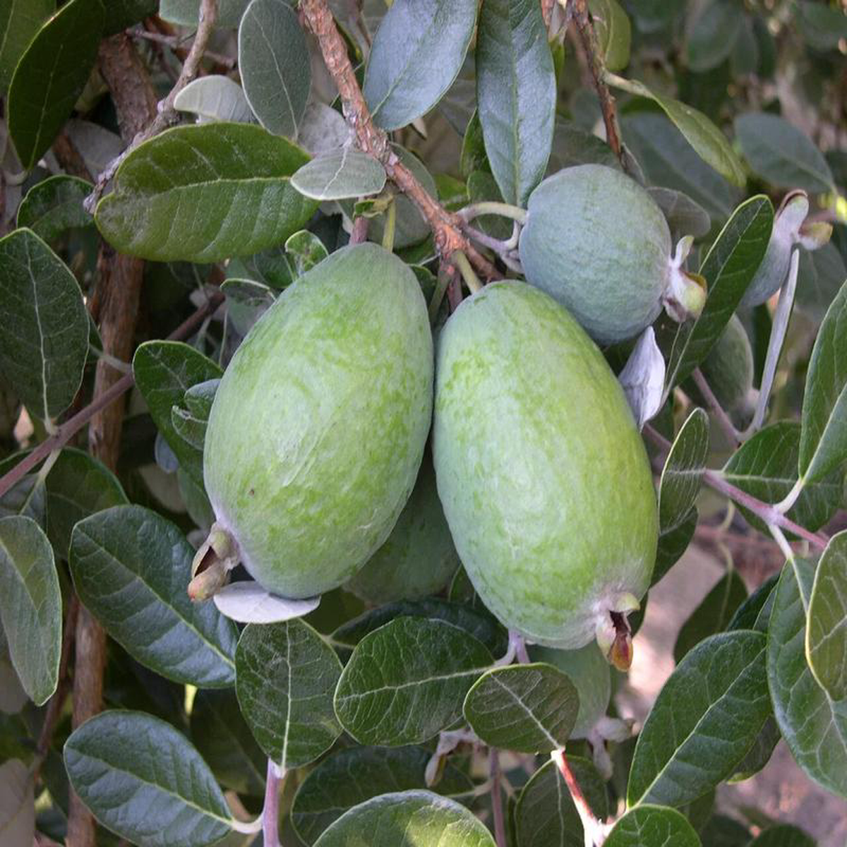 Feijoa Triumph 8211 3L