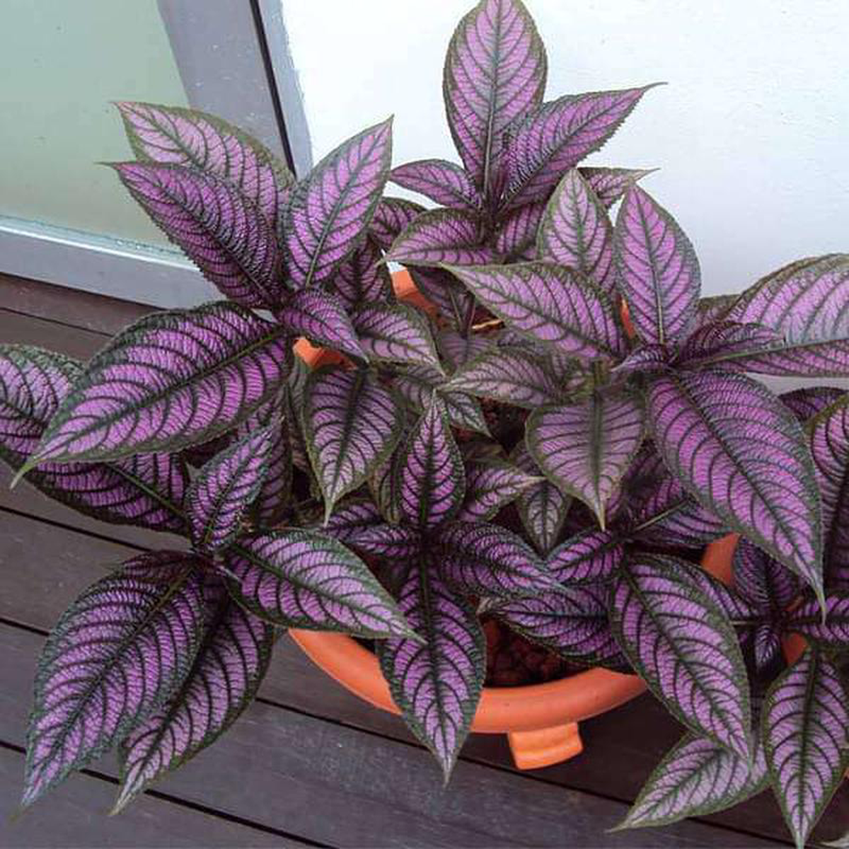 Strobilanthes dyeriana Peacock Plant Persian Shield 8211 Plant