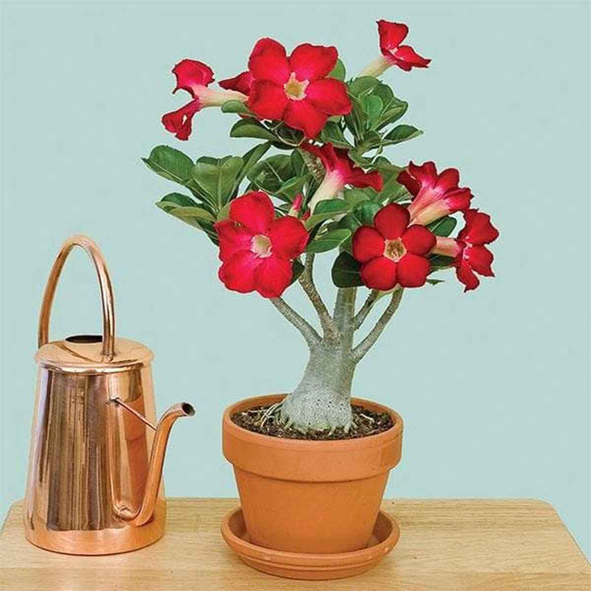 Adenium Plant Desert Rose (Red) 8211 Plant
