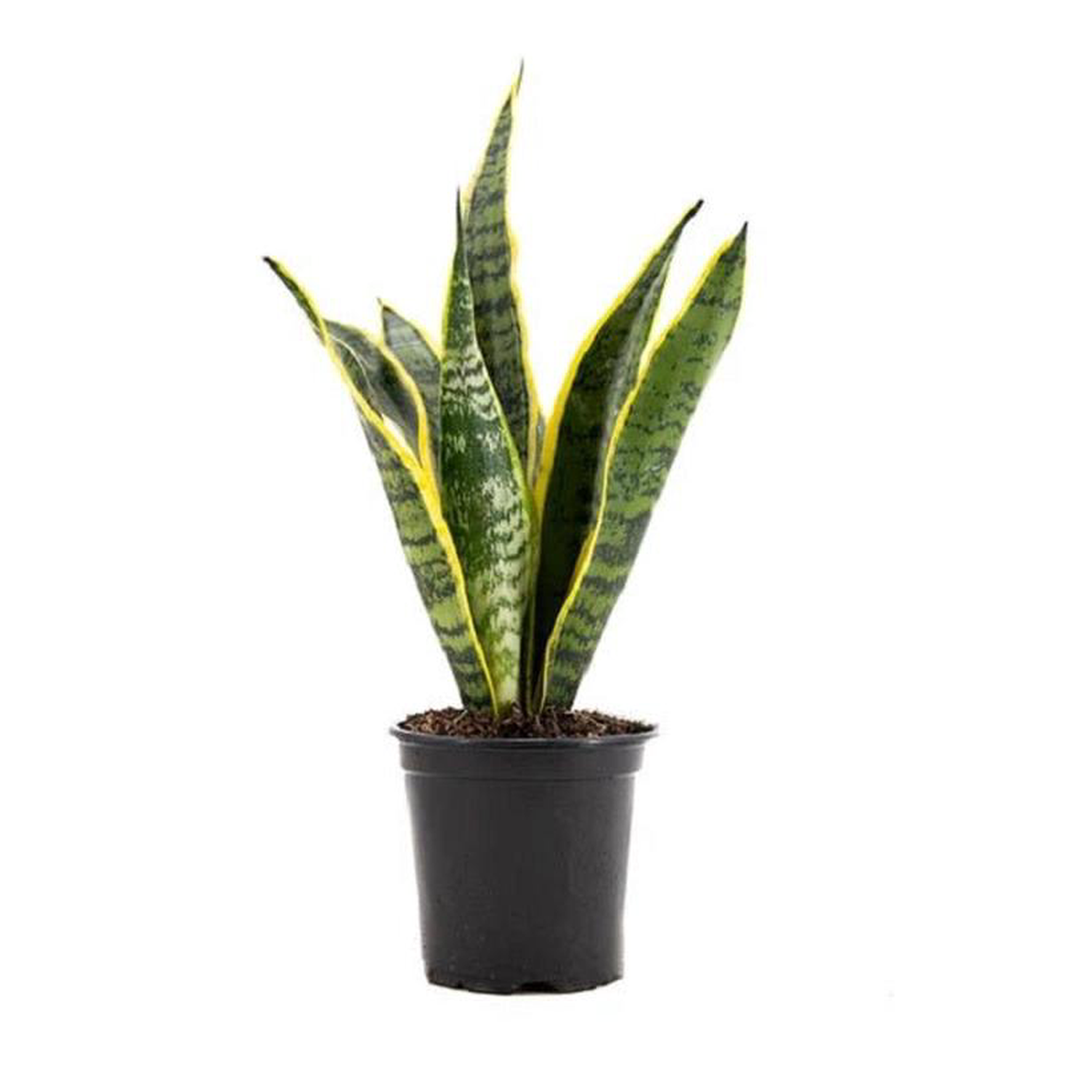 Sansevieria trifasciata Snake Plant (var laurentii) 8211 Plant