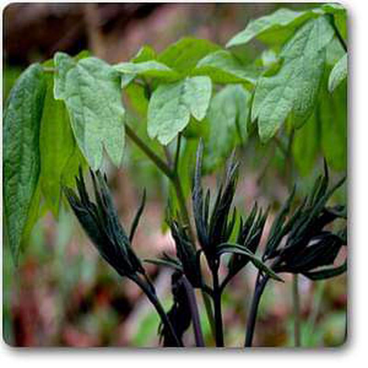 Blue Cohosh 8211 Plant