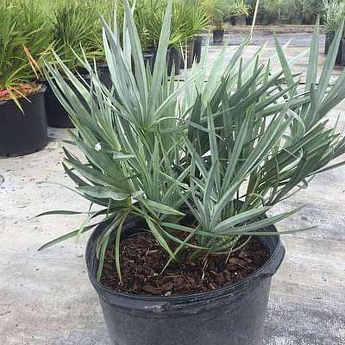 Serenoa repens silver 8211 Plant