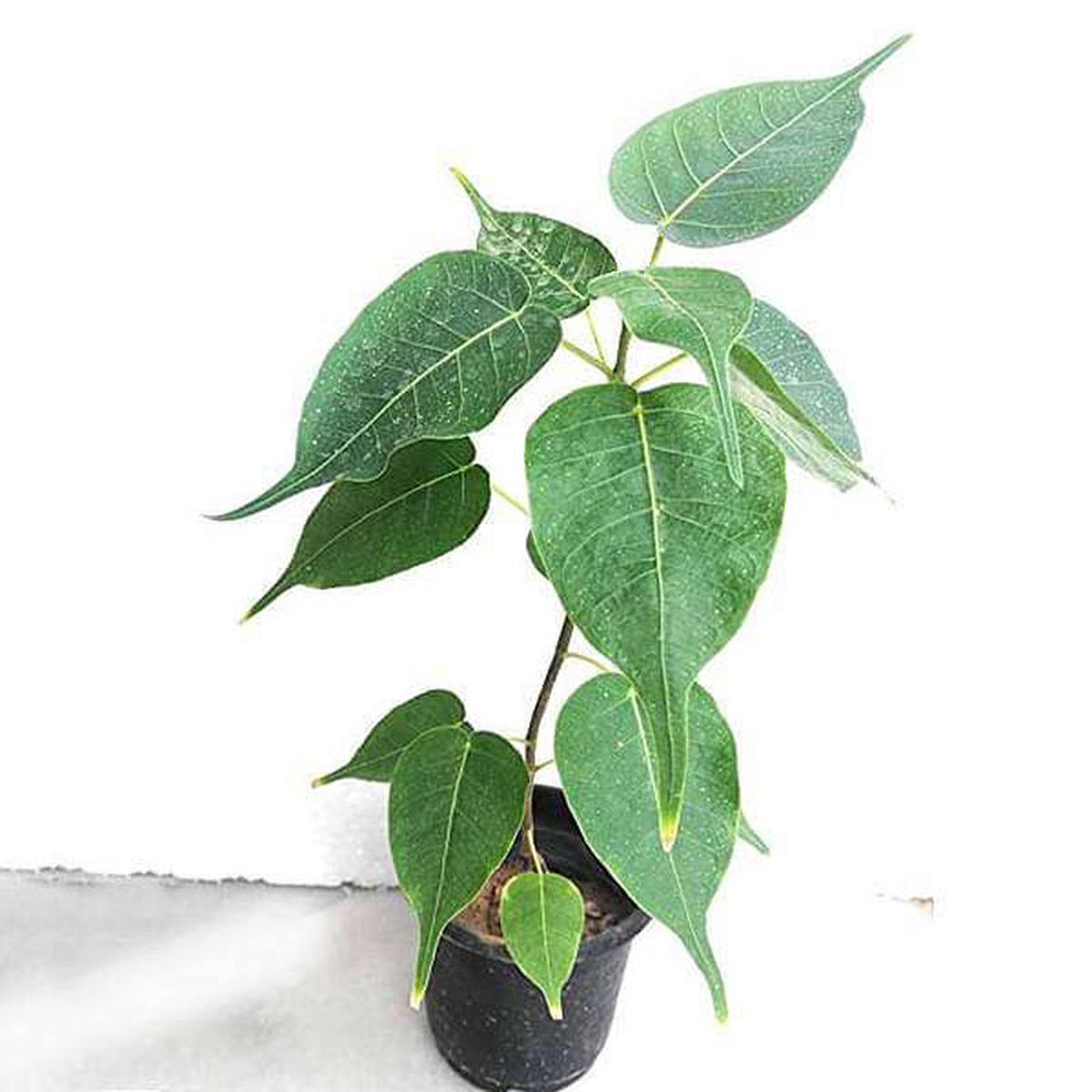 Ficus religiosa