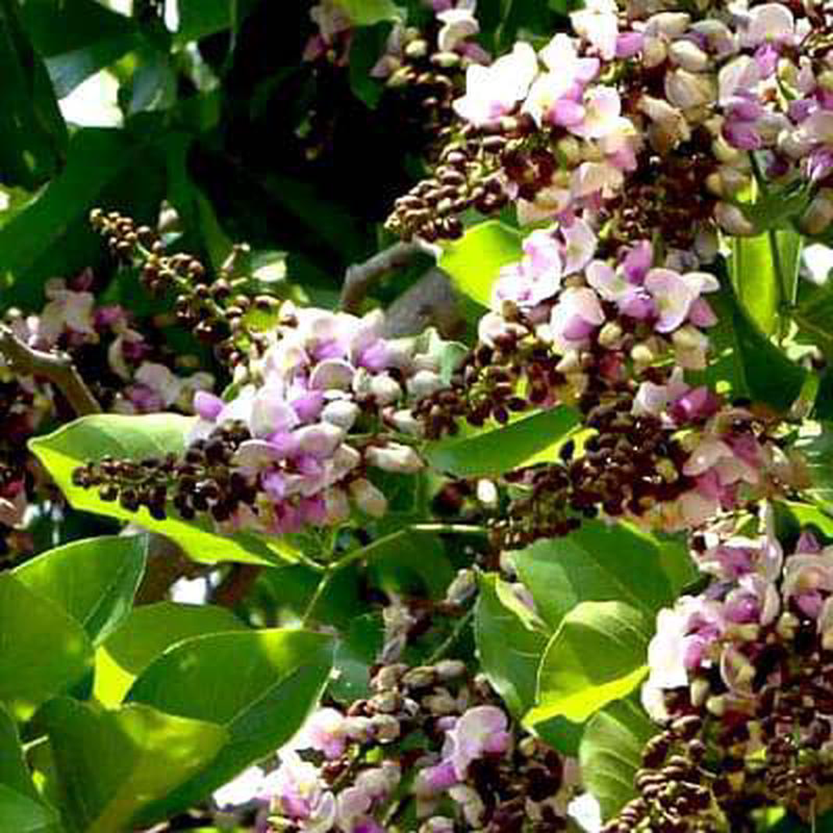 Pongamia Pinnata Karanj 8211 Plant