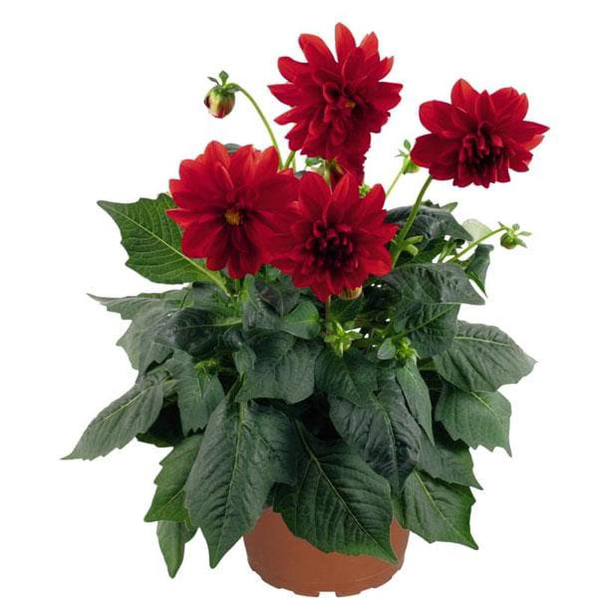 Dahlia (Red) 8211 Plant