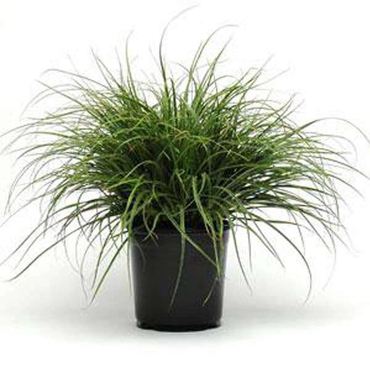Snowy Woodrush Lucius Luzula Grass 8211 Plant