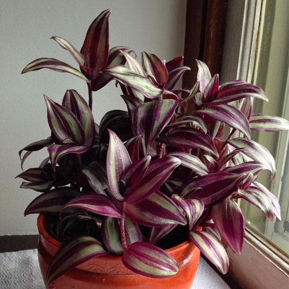 Wandering Jew Zebrina Pendula 8211 Plant