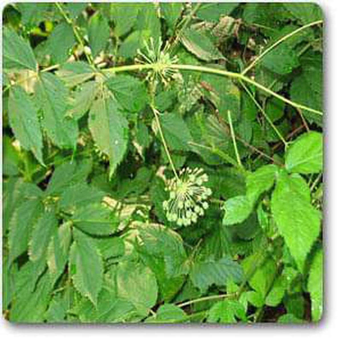 Aralia nudicaulis 8211 Plant
