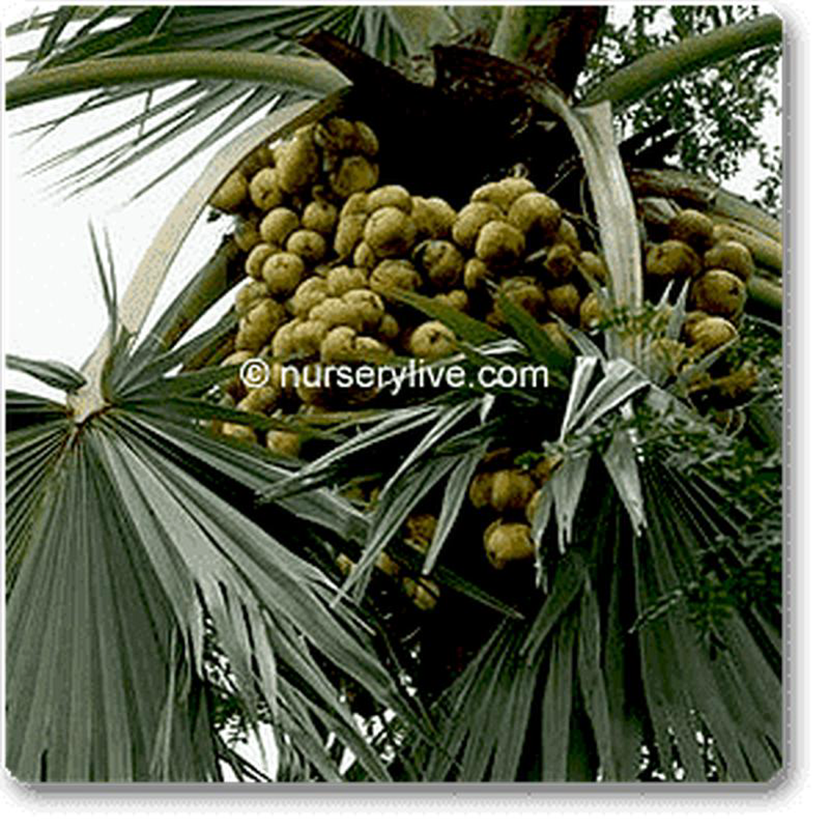 Borassus flabellifer 8211 Plant