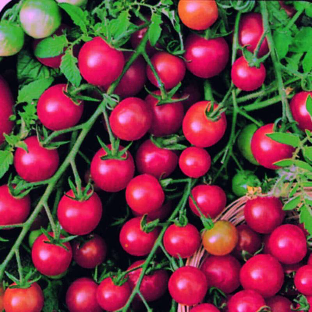Tomato Sweetie Cherry 8211 Ontario Seed Company
