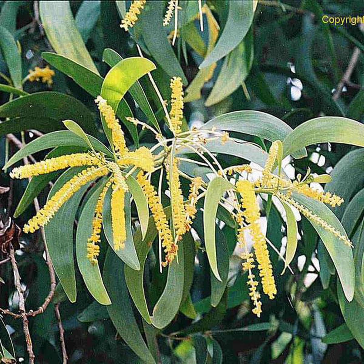 Acacia Crassicarpa Brown Salwood- 05 kg Seeds