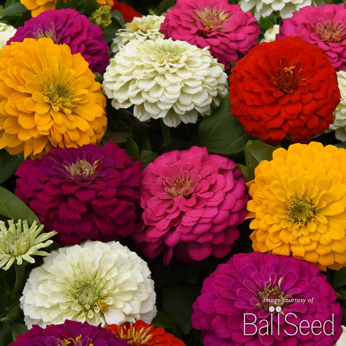 Zinnia Zesty Mix 425in CF