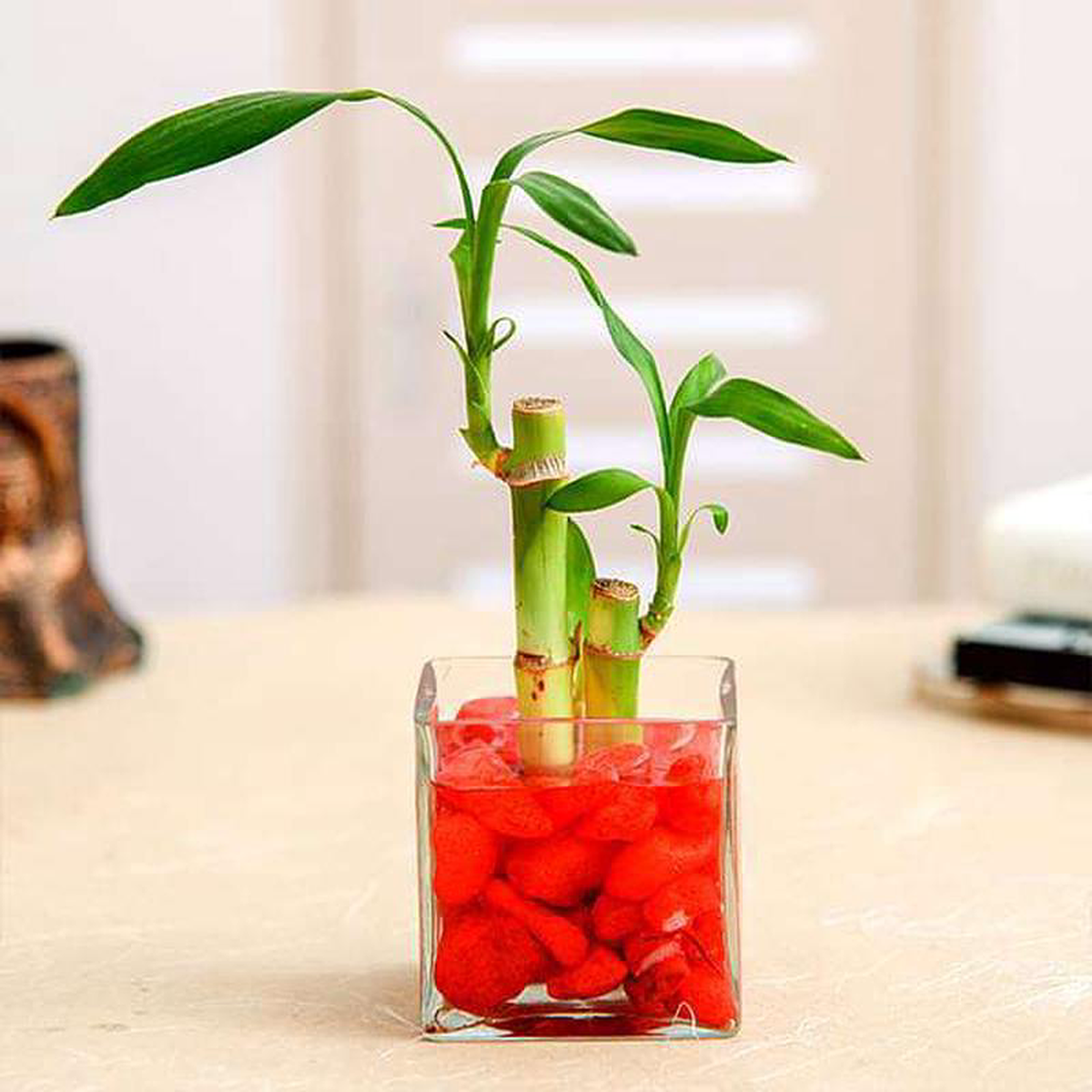 2 Lucky Bamboo Stalks (A Symbol of Love) 8211 Gift Plant