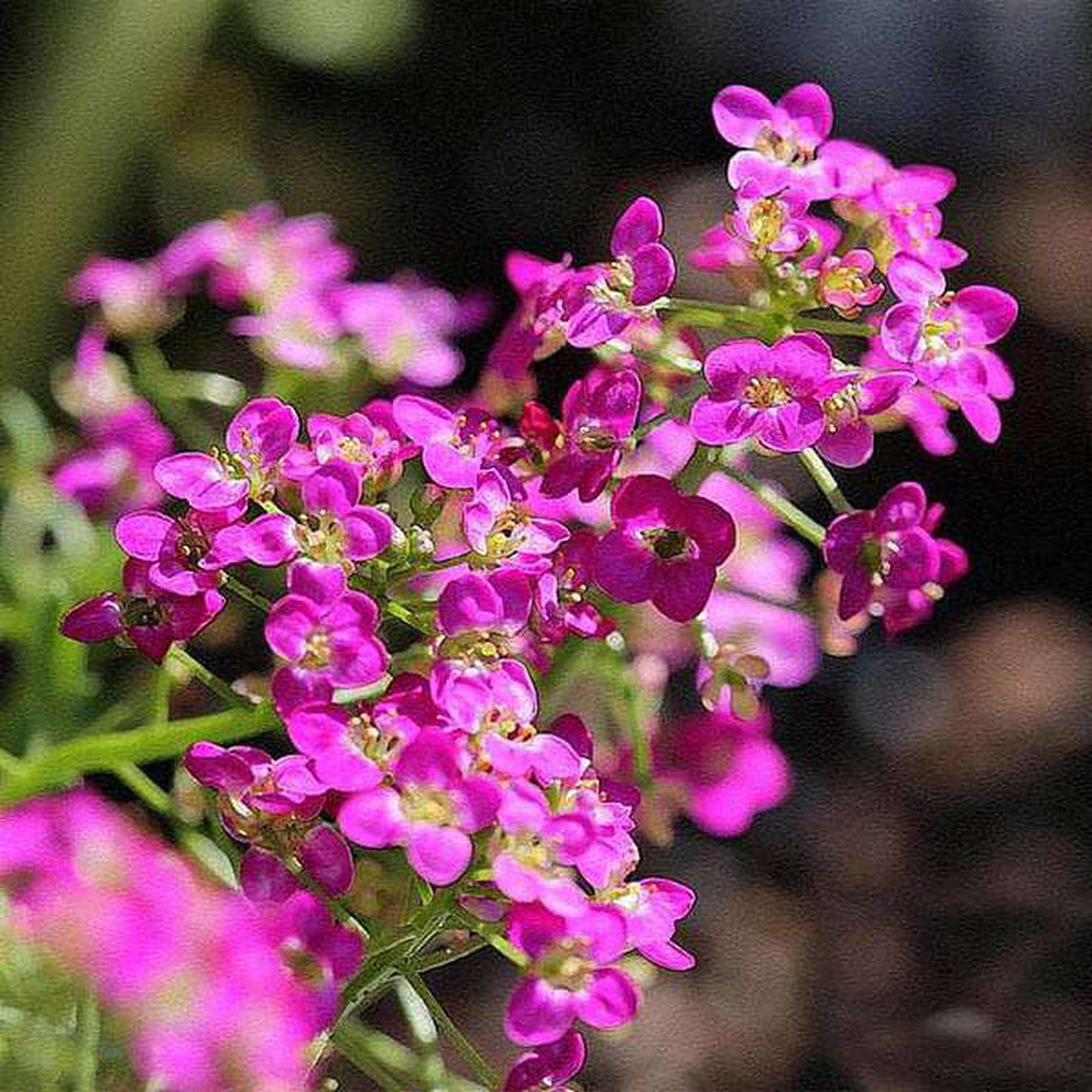 Alyssum Rosie O Day 8211 Flower Seeds