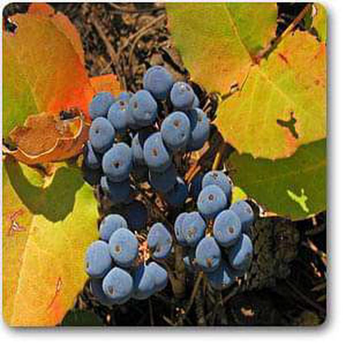 Oregon hollygrape 8211 Plant