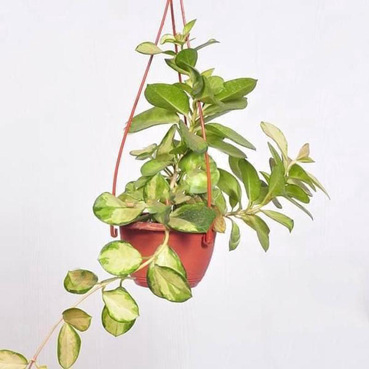 Hoya australis lisa (hanging basket) 8211 Plant
