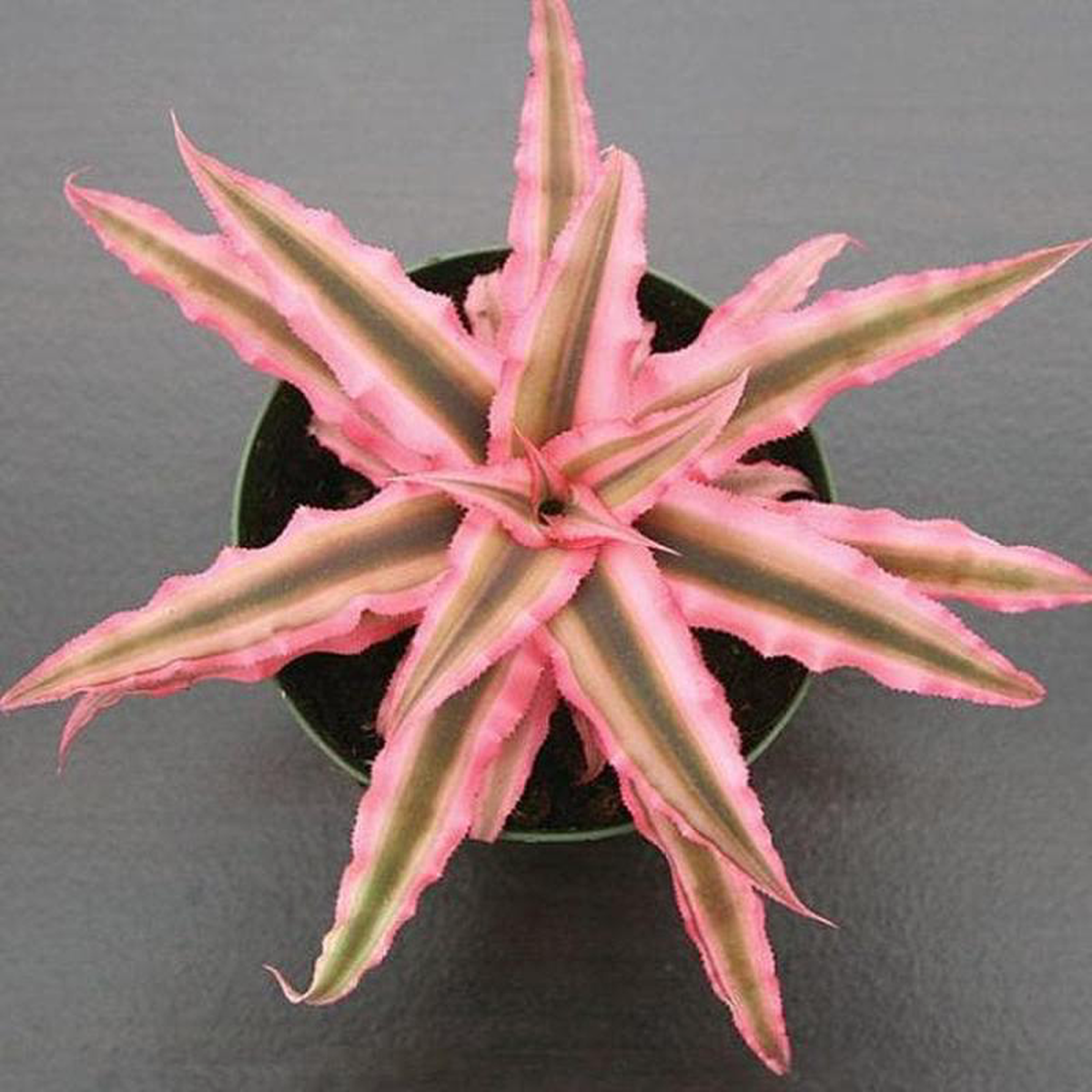 Cryptanthus Bivittatus 8211 Plant