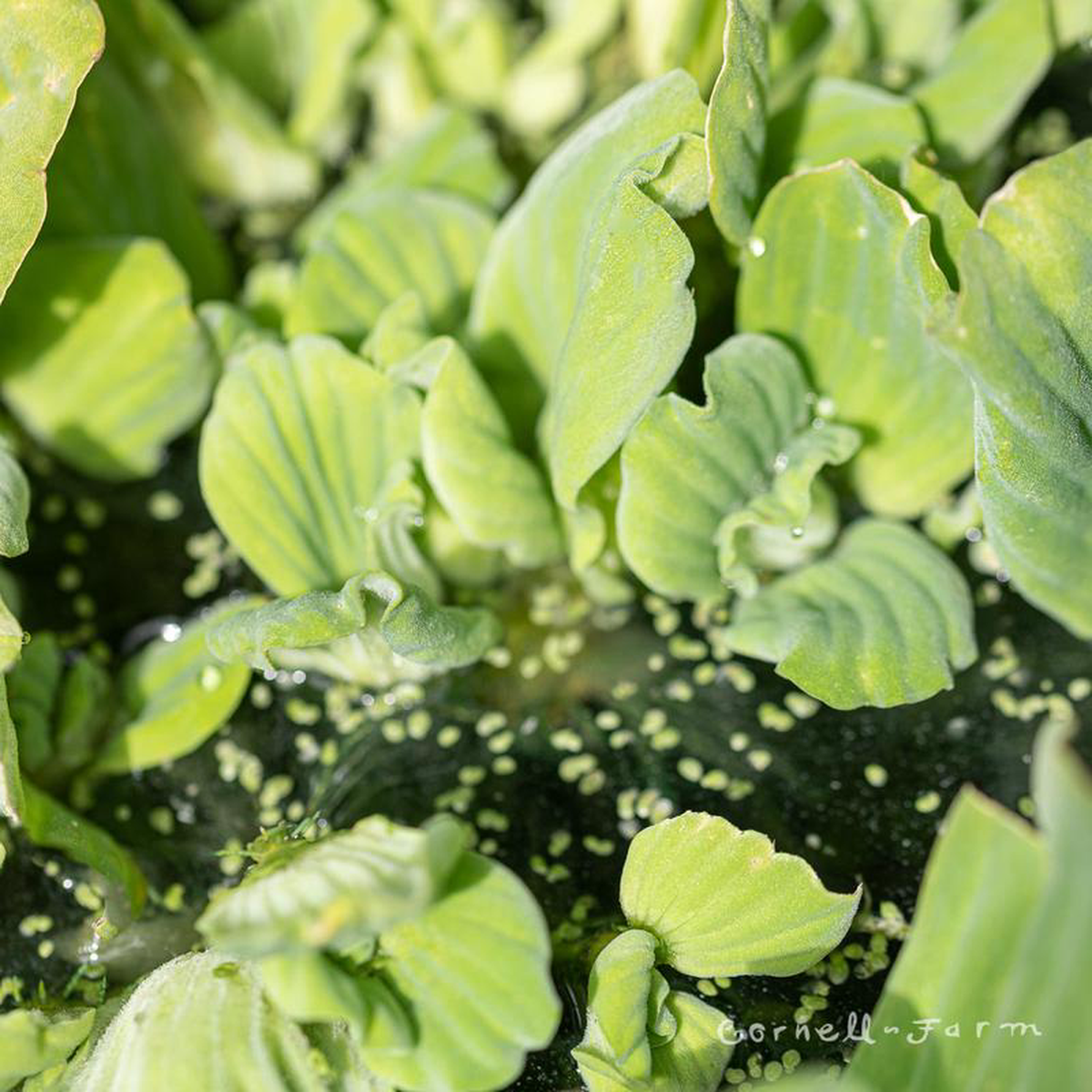 Water Lettuce Floater Water Plant Pistia Stratiotes eaches