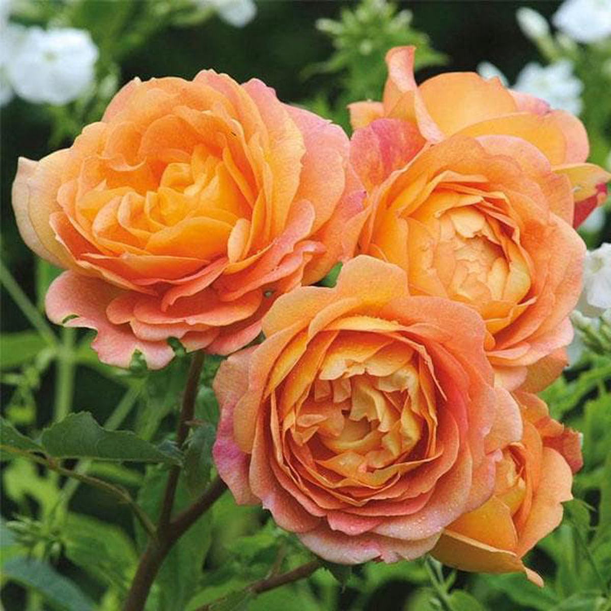English Rose (Orange) 8211 Plant