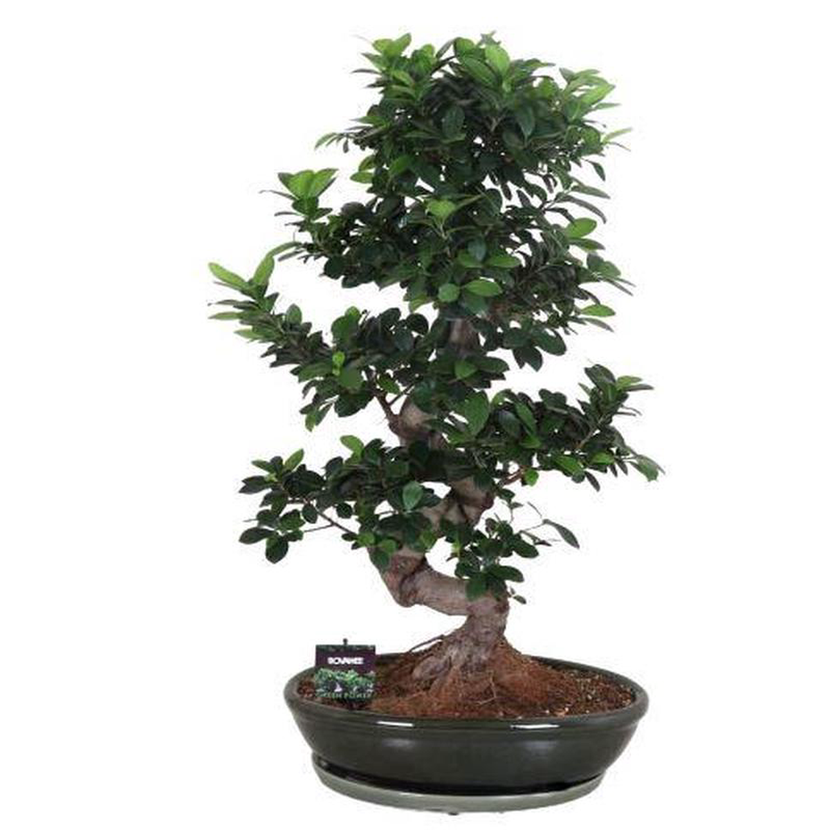 Ficus Microcarpa Ginseng 110cm