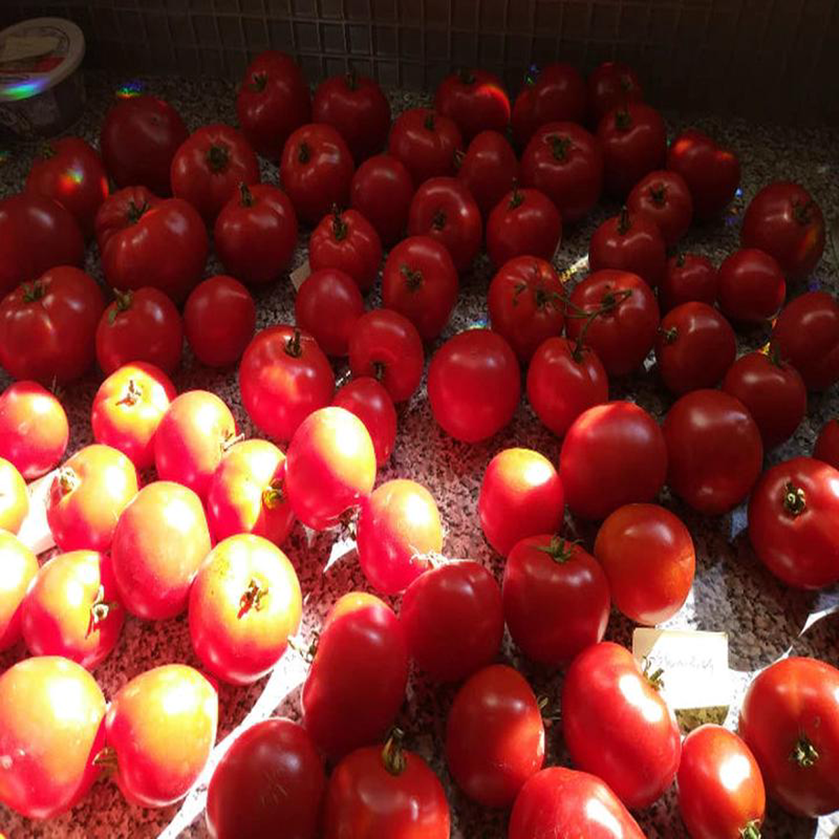 Tomato Salt Spring Sunrise 8211 Eagleridge Seeds