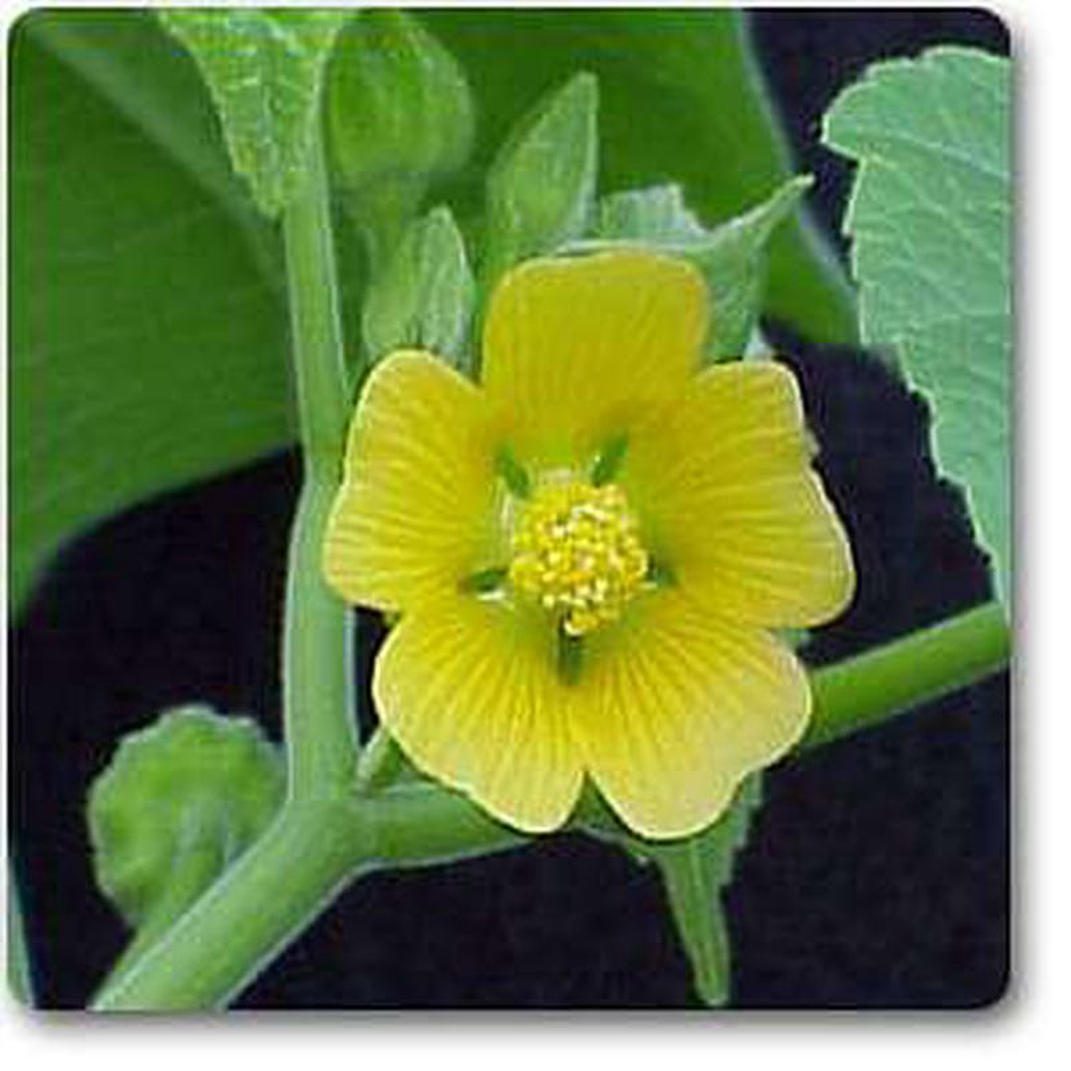 Velvet Leaf Tree 8211 Plant