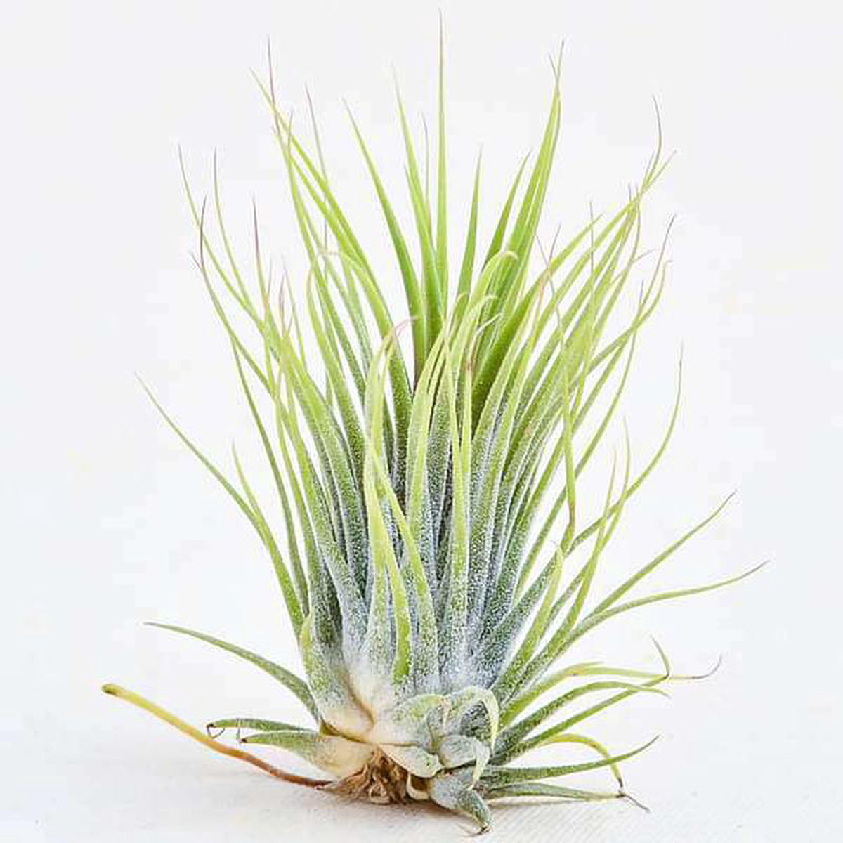 Air Plant Tillandsia ionantha Guatemala (Medium) 8211 Plant