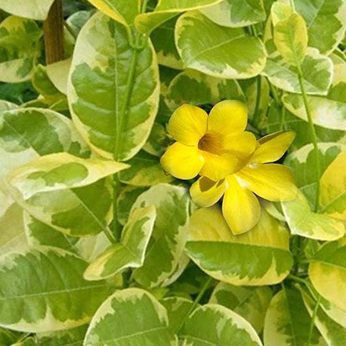 Variegated Allamanda Allamanda cathartica (Yellow) 8211 Plant