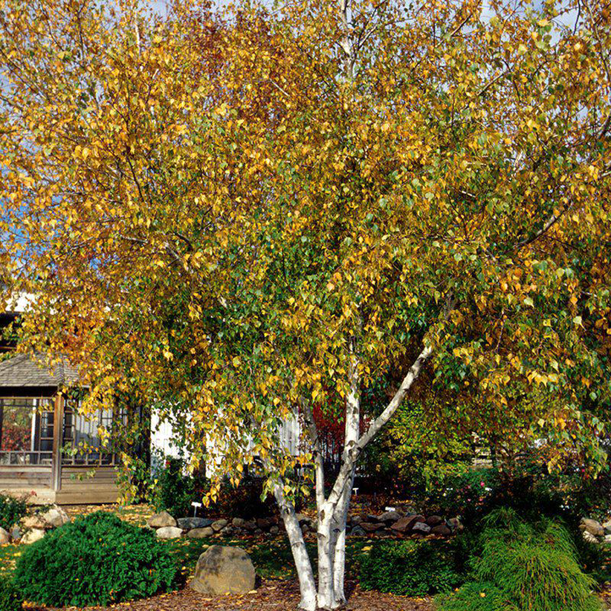 Whitespire Birch Tree
