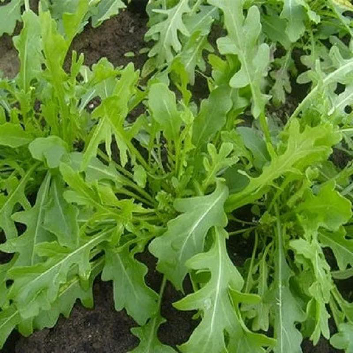 Arugula Bellezia 8211 Saanich Organics