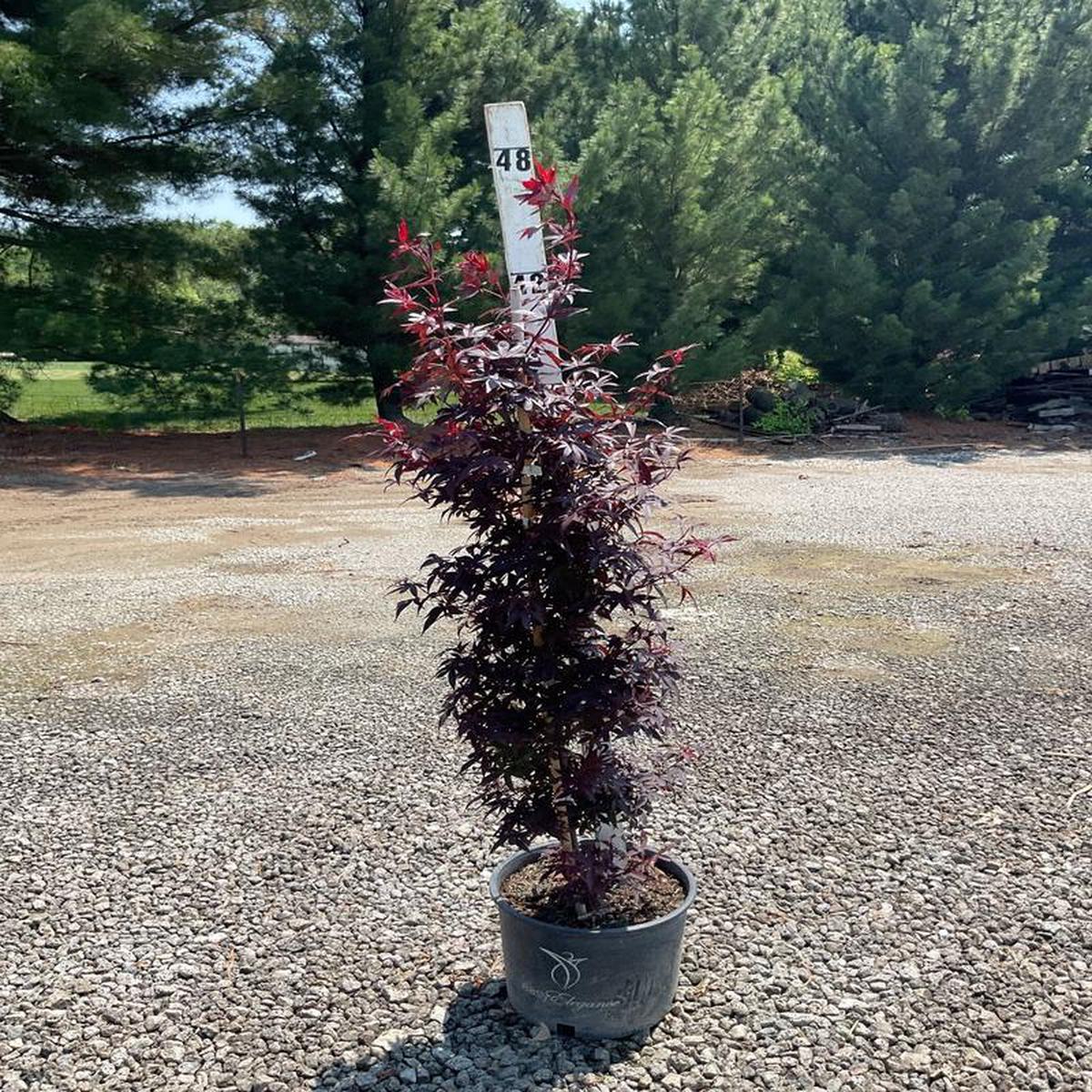 Twombly8217s Red Sentinel Japanese Maple Tree