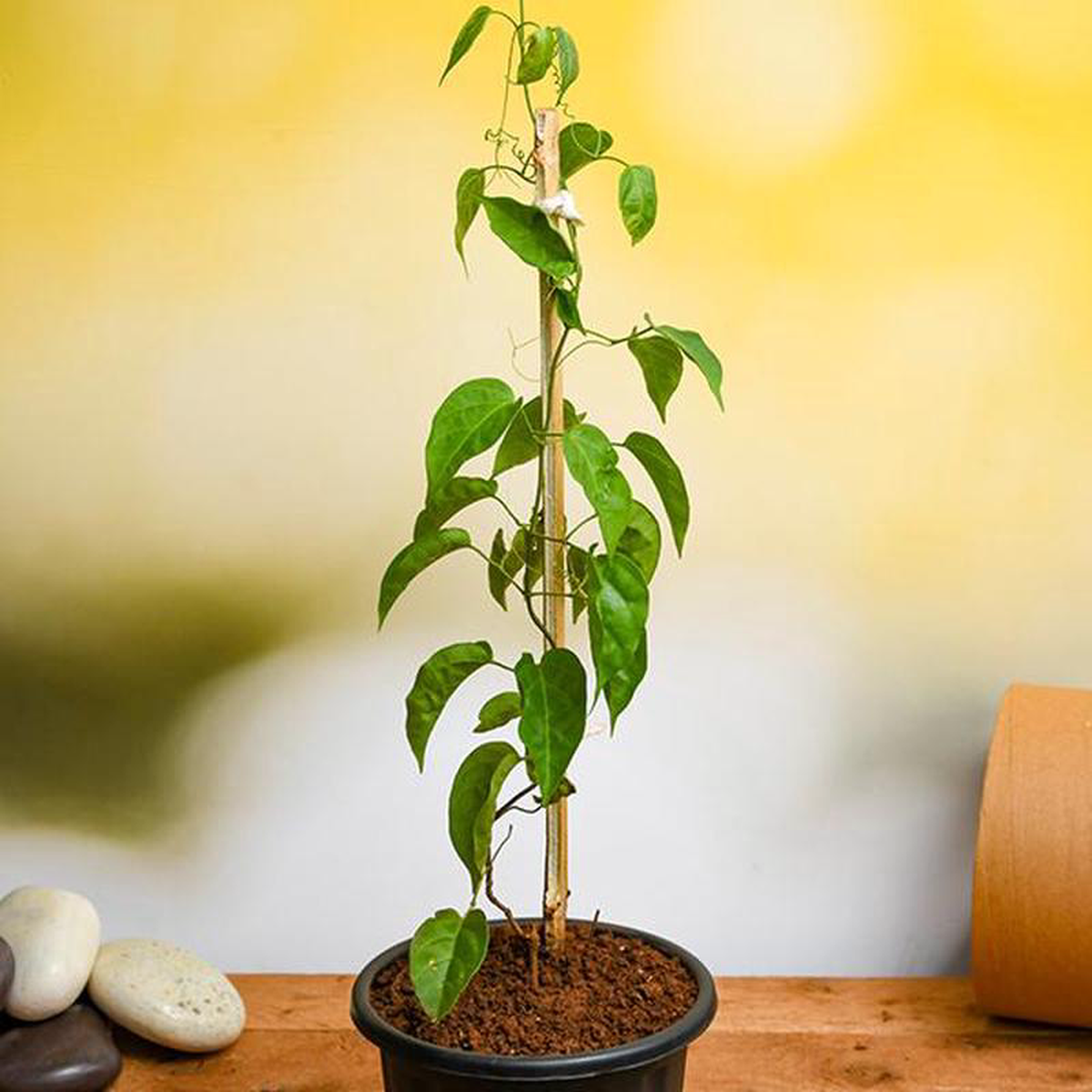 Sankrant Vel Flame Vine 8211 Plant