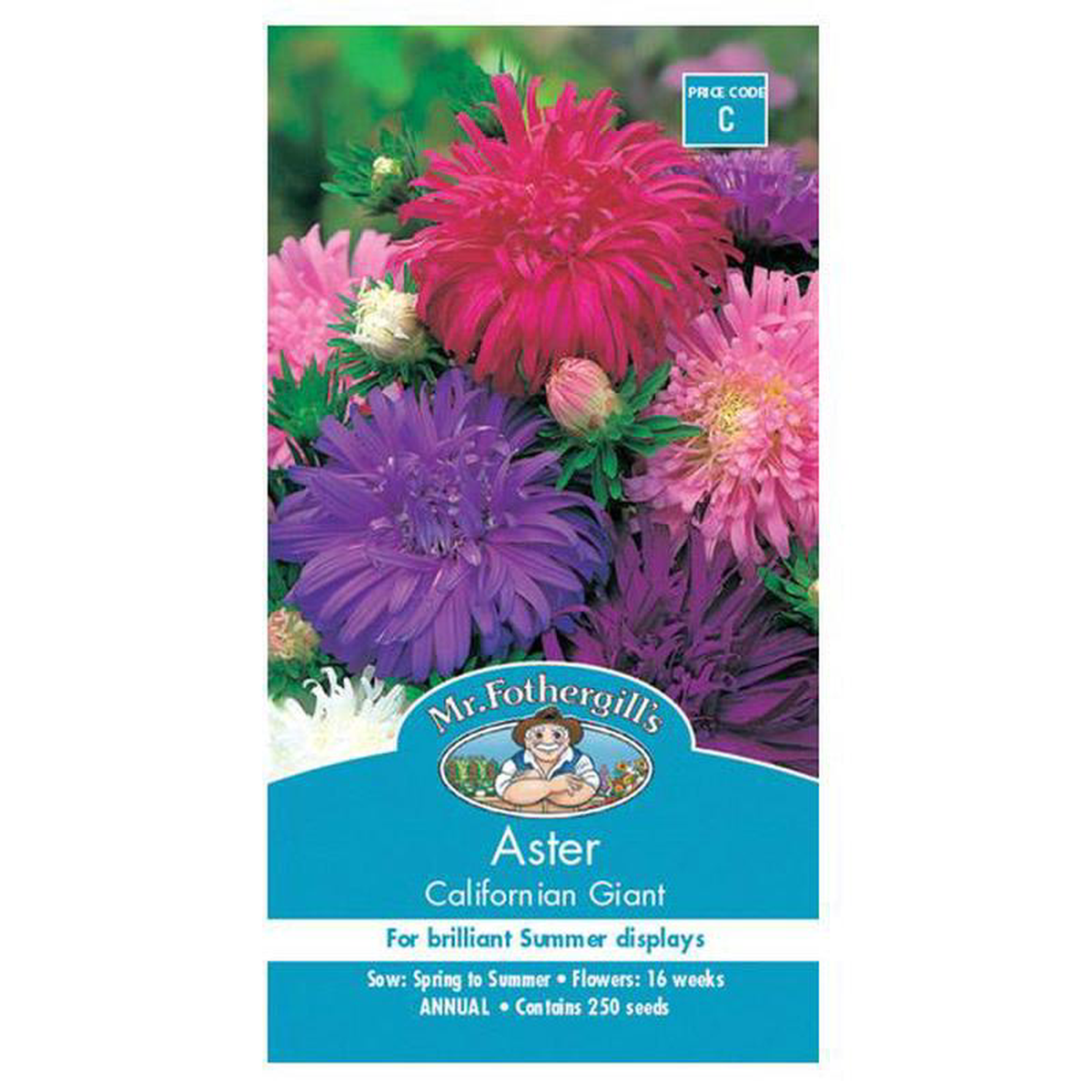 Aster Californian Giant Seed