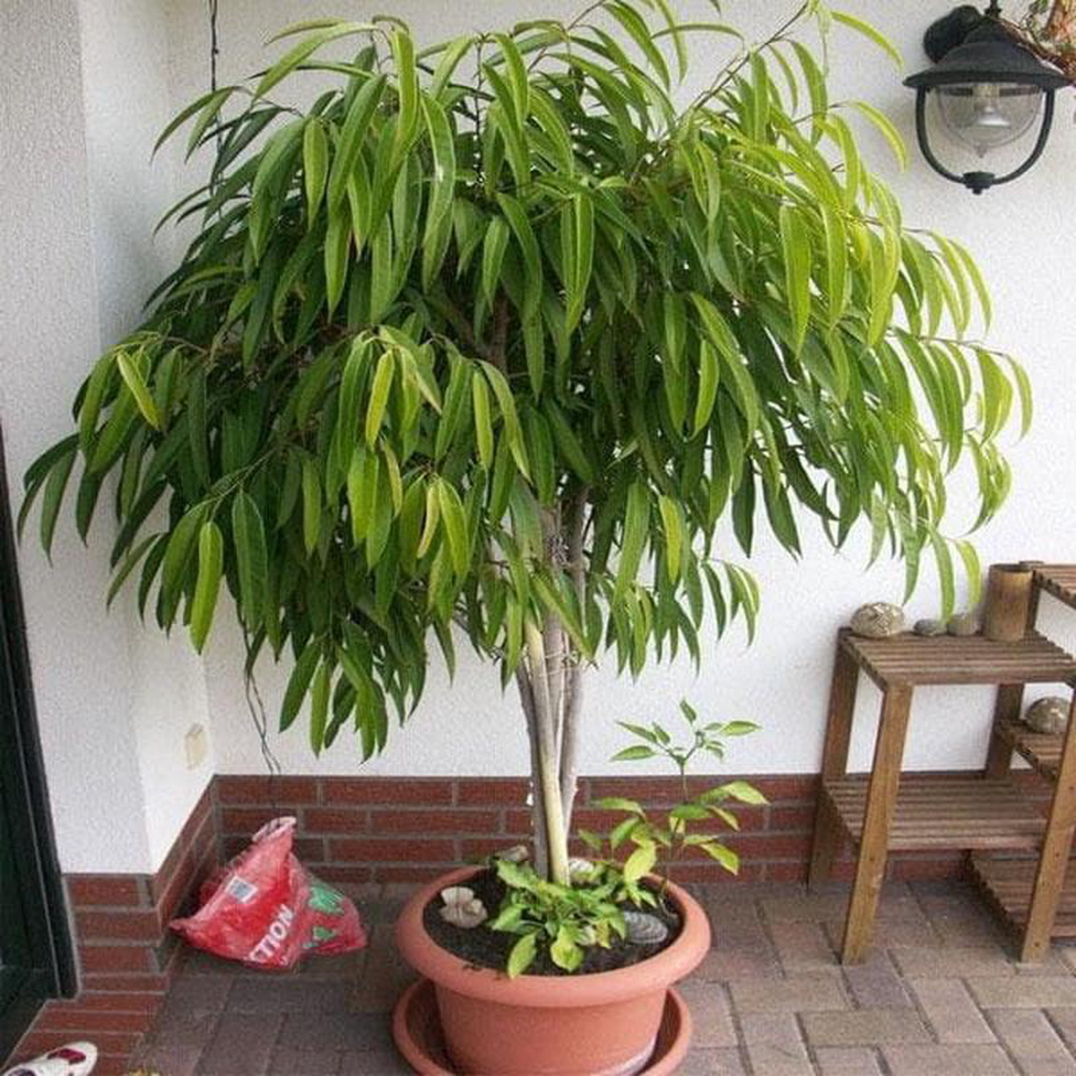 Ficus Amstel 8211 Plant