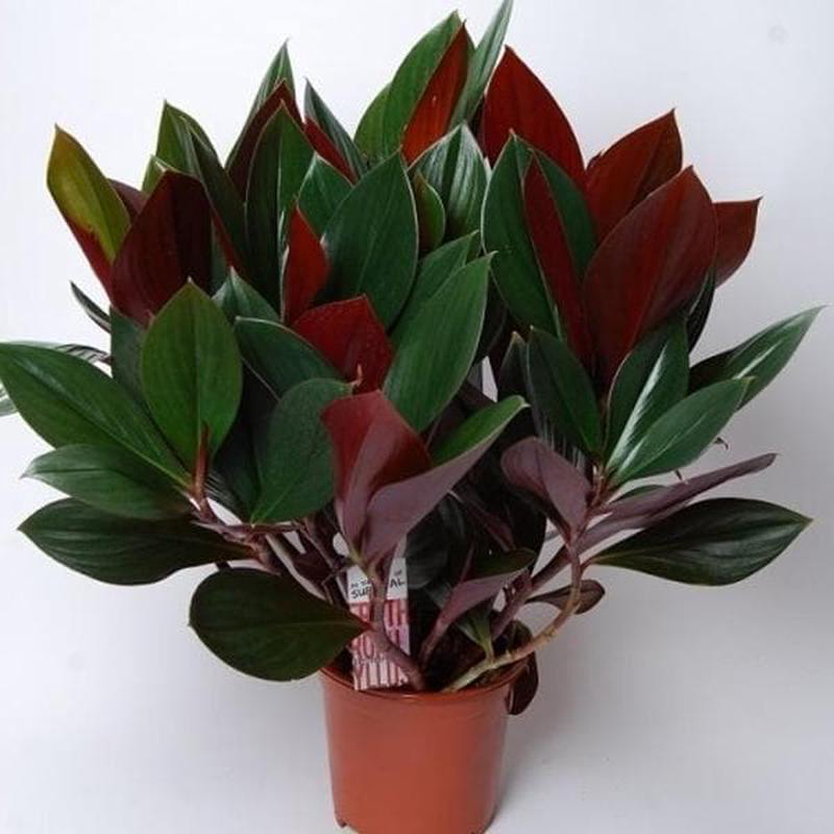 Costus erythrophyl 8211 Plant