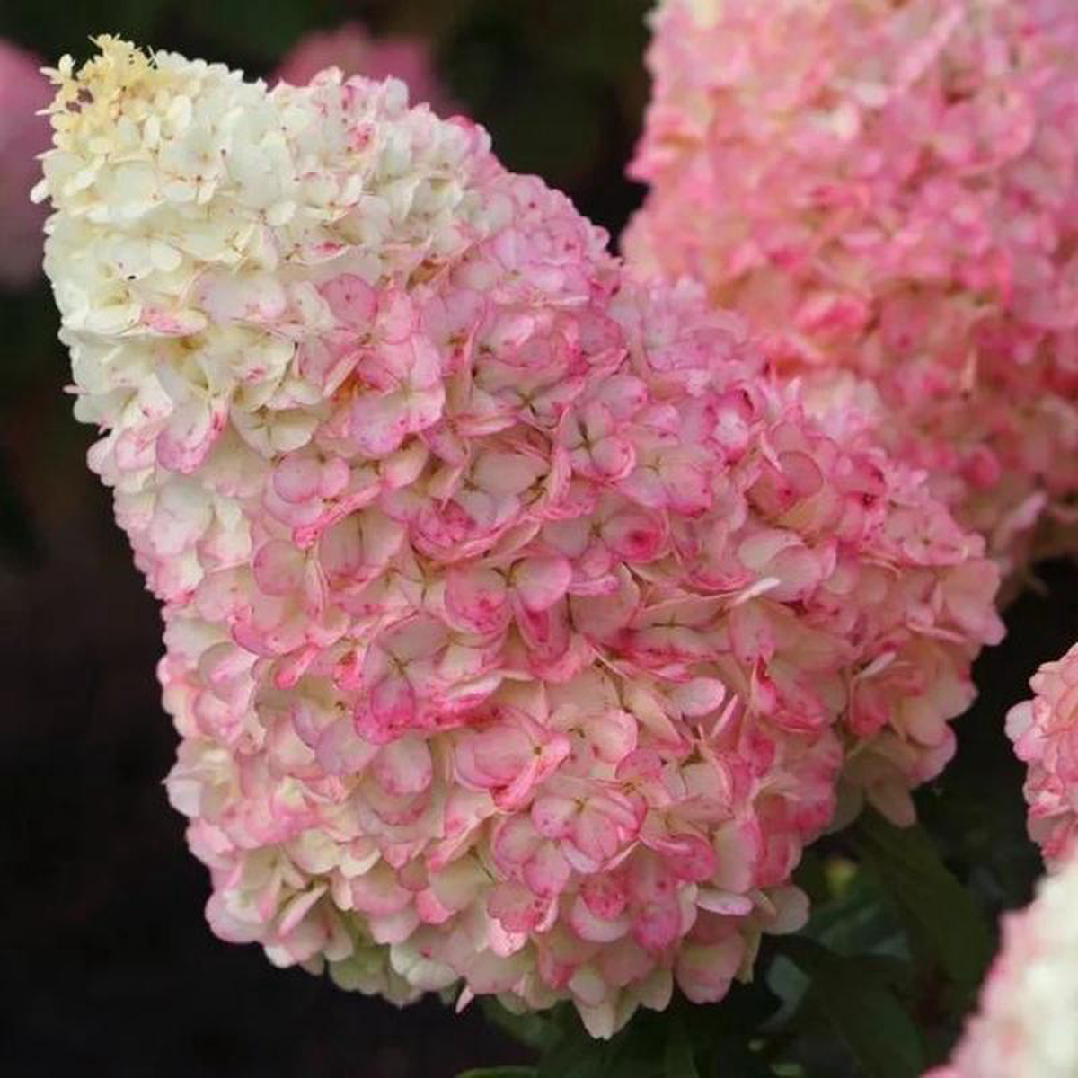 WorryFree Love-A-Lot Pink Hydrangea Tree