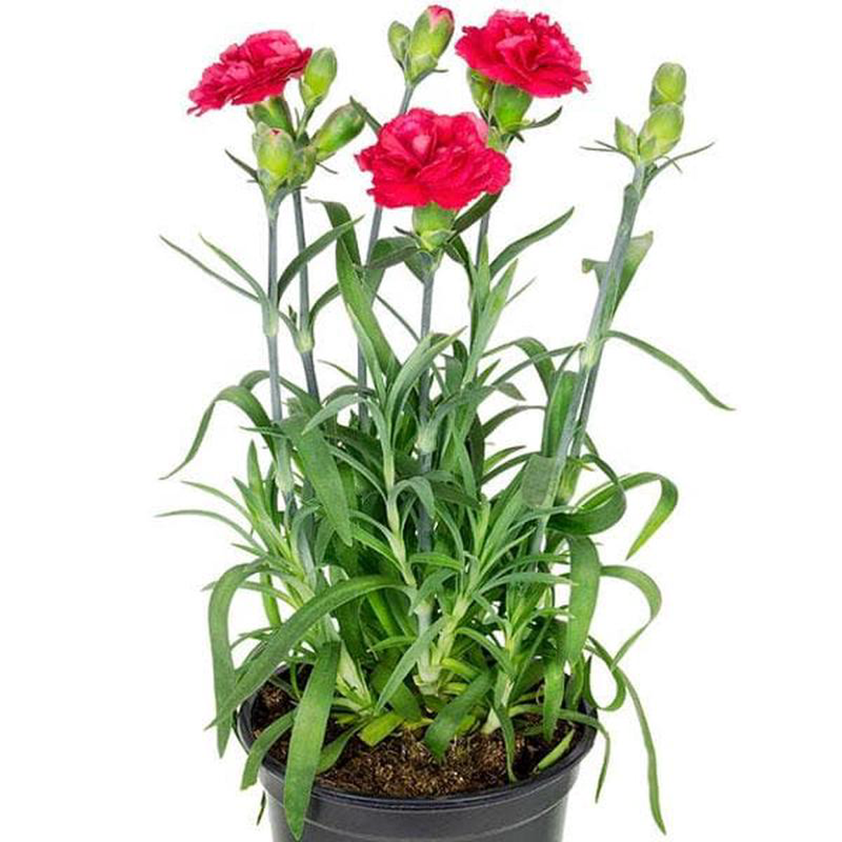 Carnation (Any Color) 8211 Plant