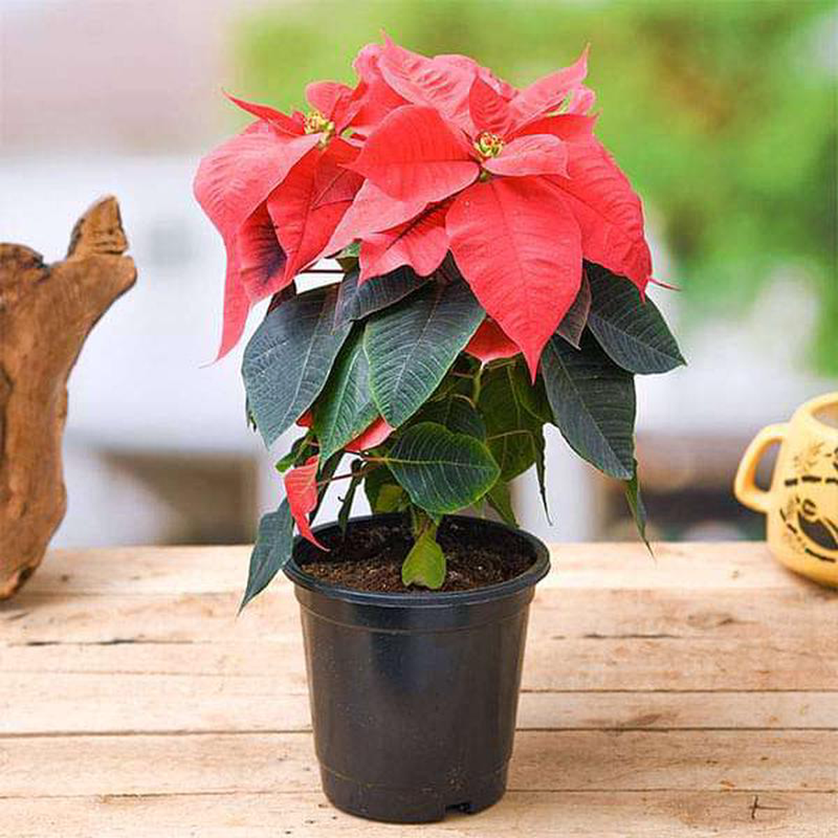 Poinsettia Christmas Flower (Red) 8211 Plant