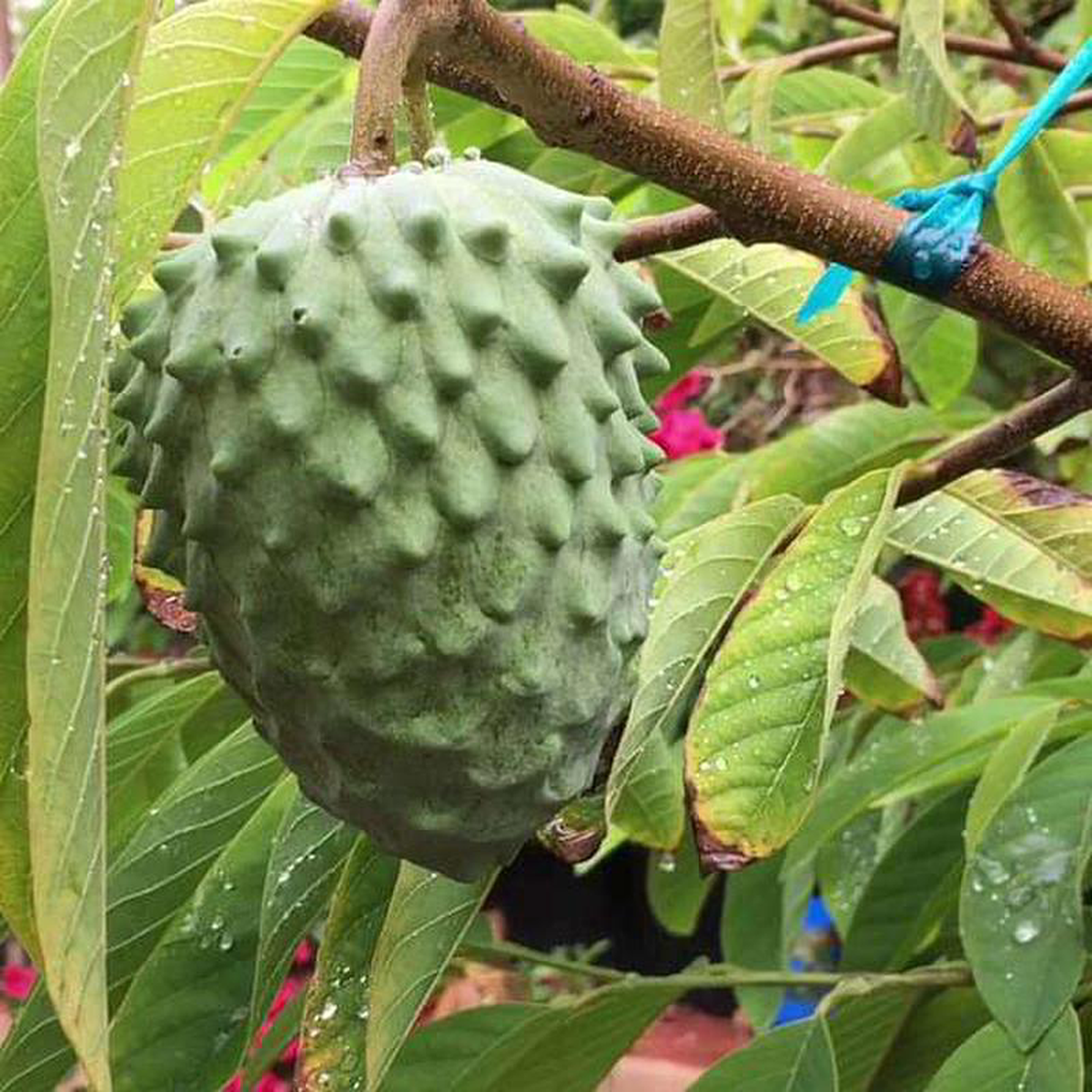 Annona atemoya Lakshmana phal ( Grown through seeds ) 8211 Plant
