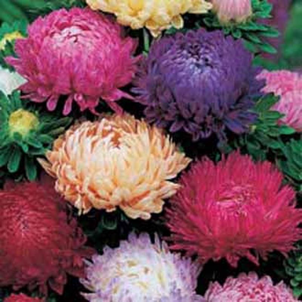 ASTER Duchess Mixed