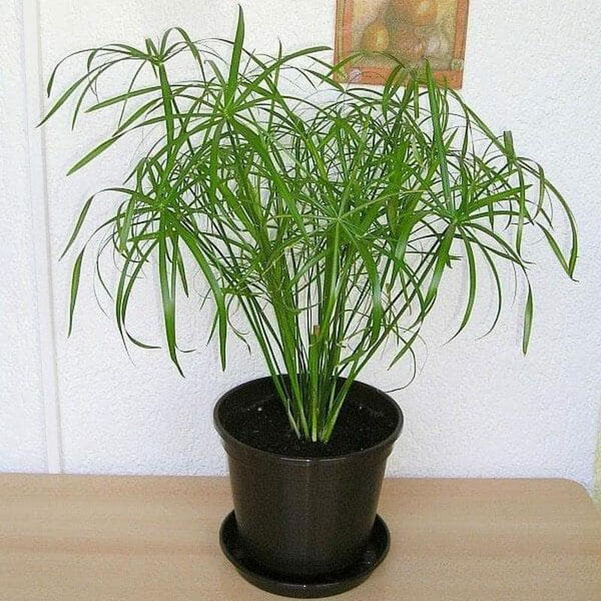 Papyrus Grass Umbrella Sedge 8211 Plant