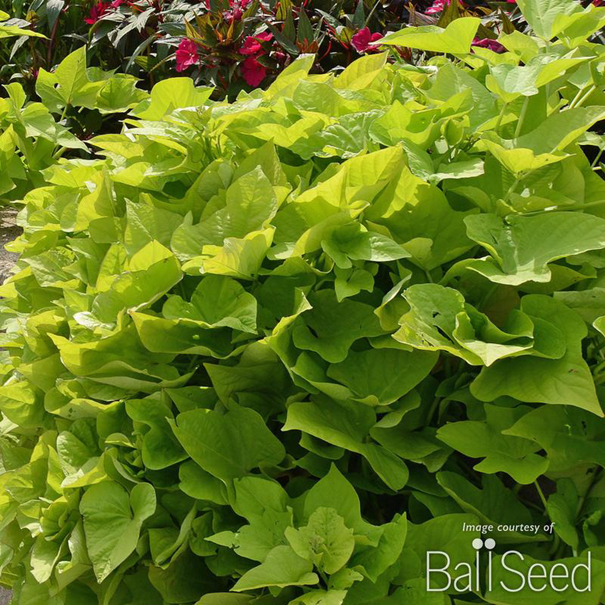 Ipomoea batatas Marguerite Qrt