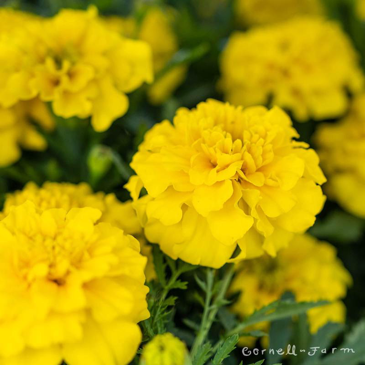 Marigold Super Hero Yellow 4in
