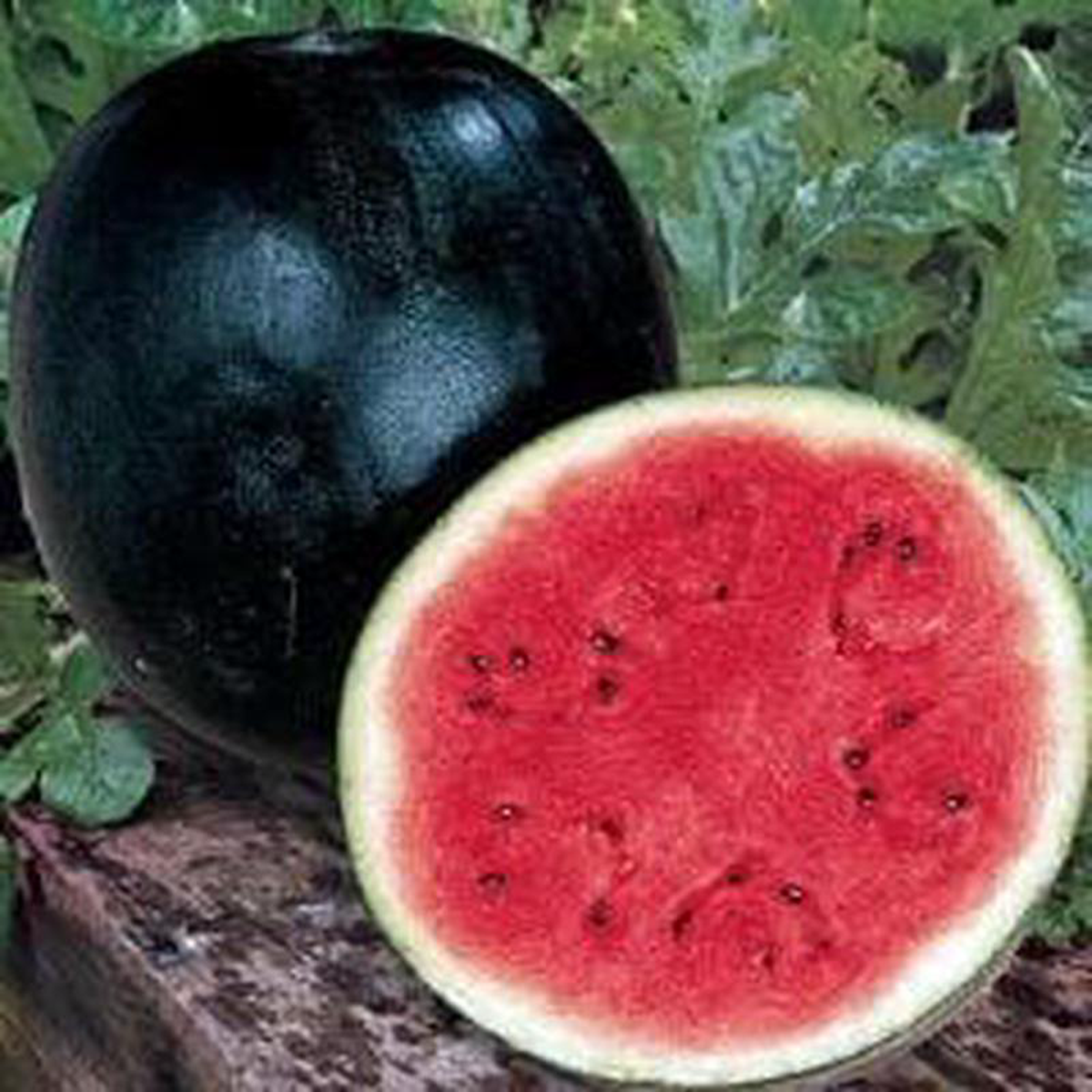 Watermelon Sugar Baby 8211 Burpee Seeds